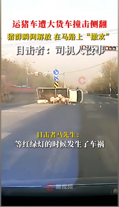 运猪车被撞侧翻 二师兄路上撒欢